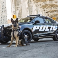 Új Ford rendőrségi járőrkocsi akkumulátoros elektromos hajtással